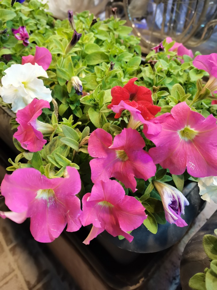 flower