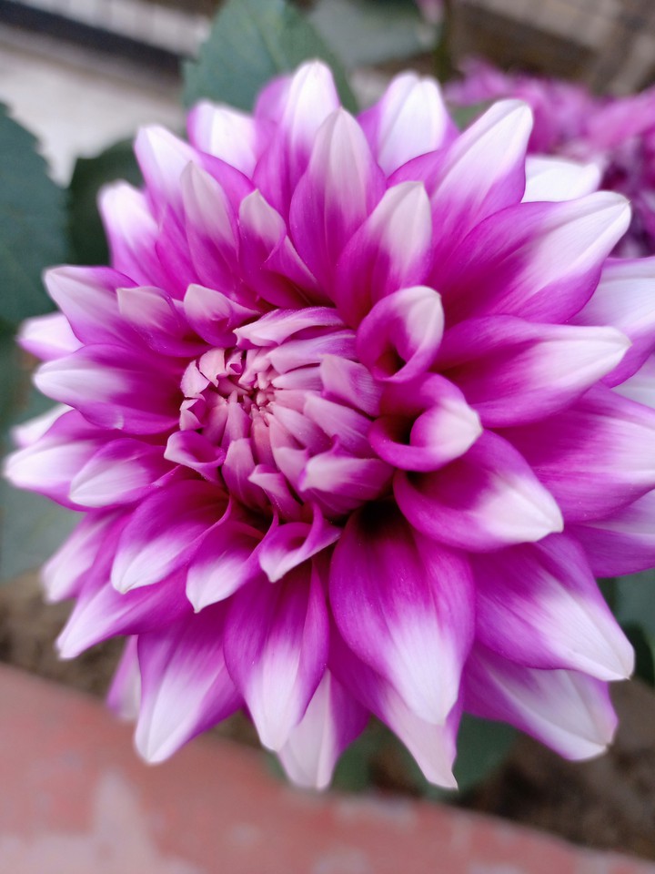 flower
