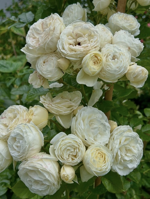 tapety rose, floribunda