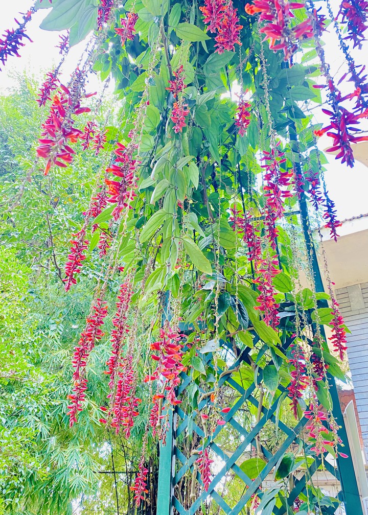 hanging beauty