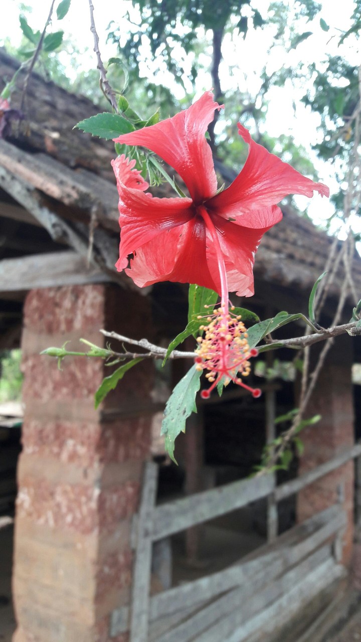 love red