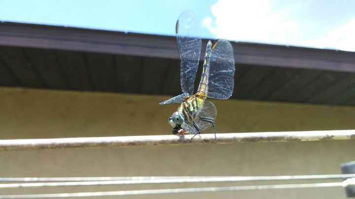 Dragonfly