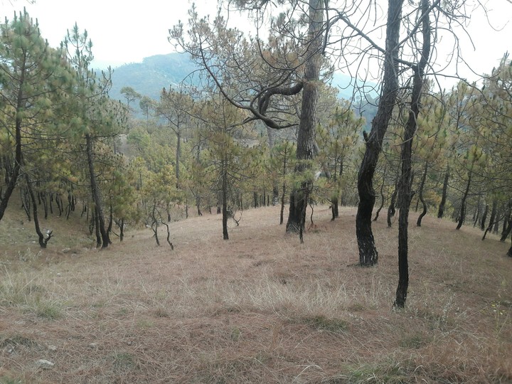Almora Hills