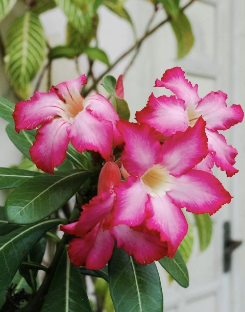 hình nền pink, flower