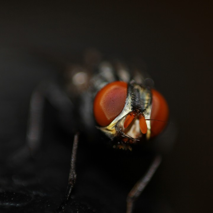Housefly
