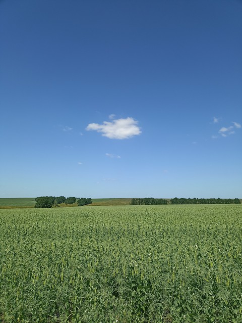 plant, sky háttérképek
