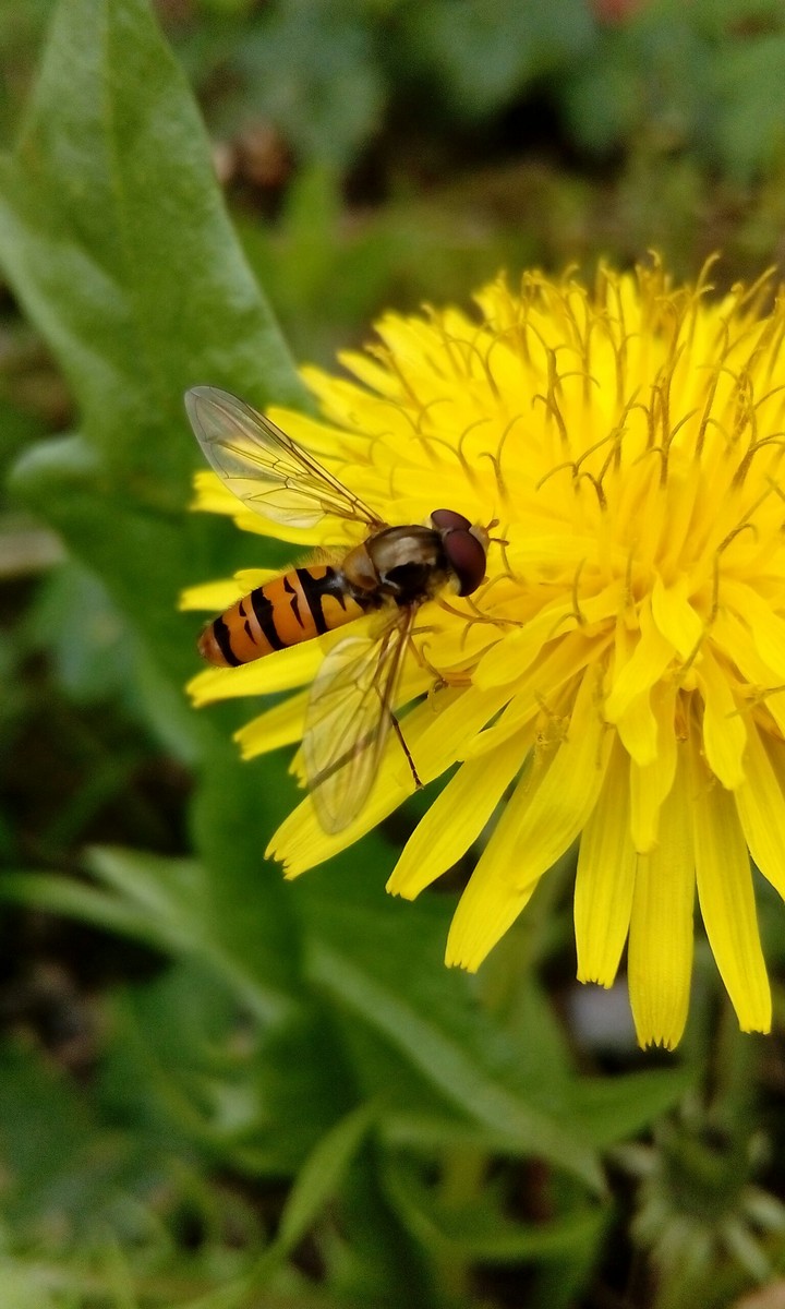 hoverfly