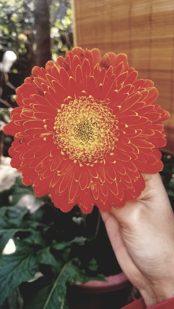 flower