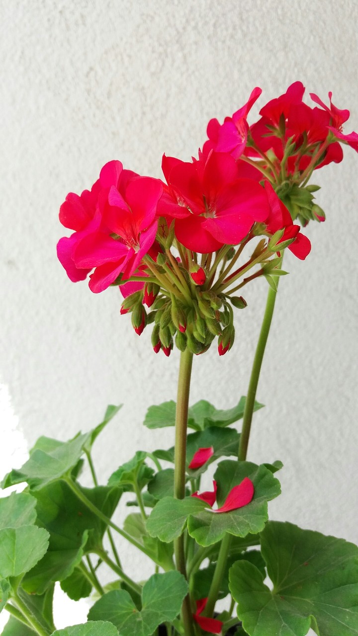 lovely red