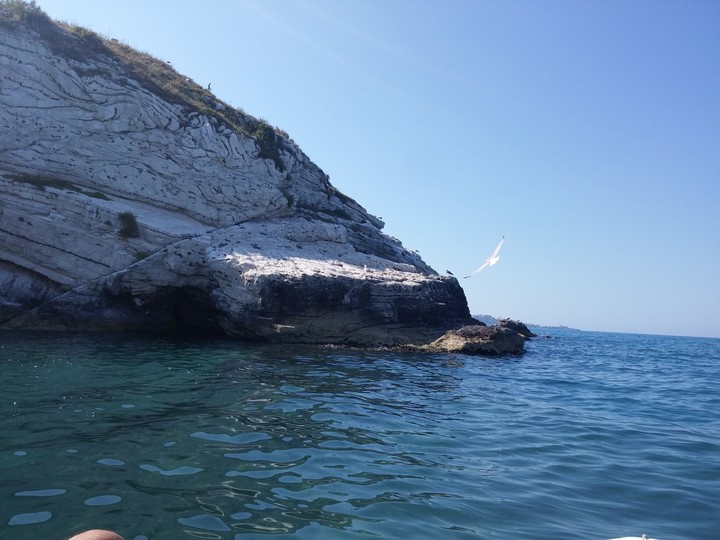 Gabbiano in volo. Vieste