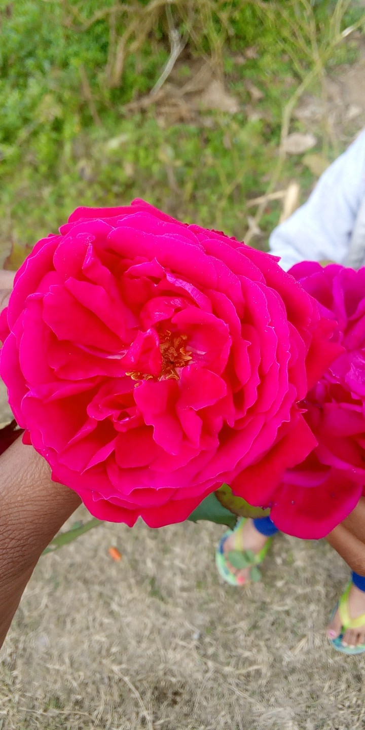 Rose