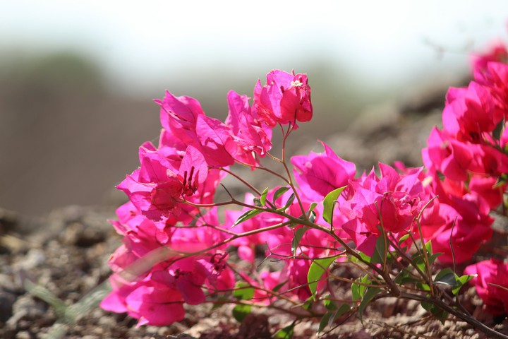 Beautiful pink flowers.