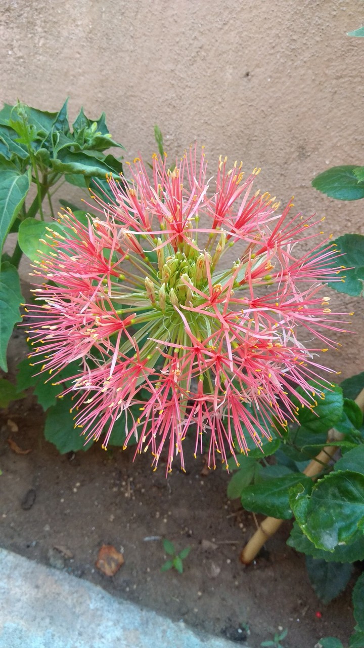 flower