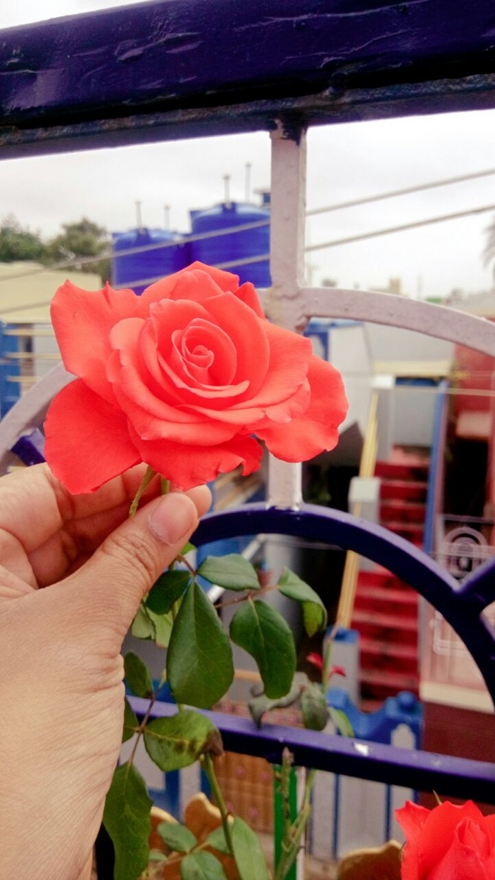Hgf Rose