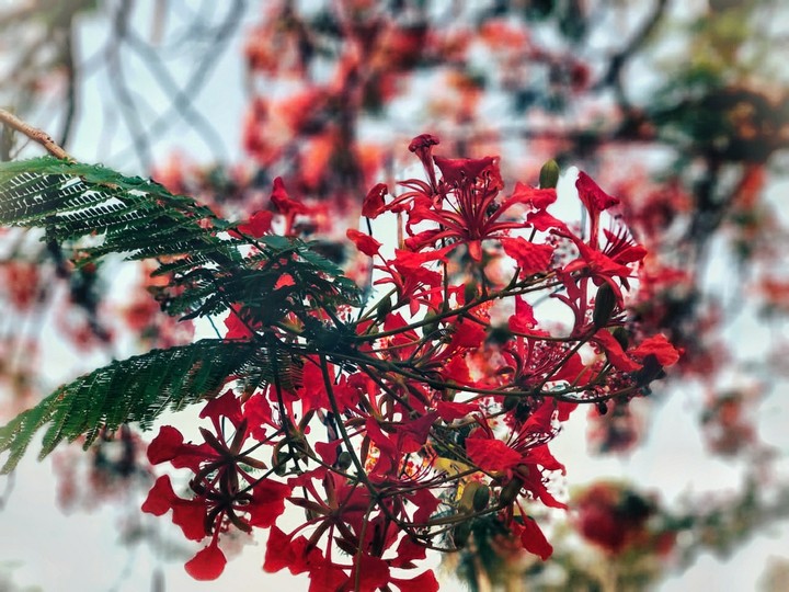 red flowers