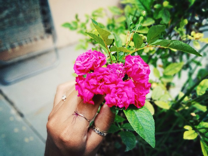 Roses