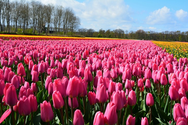 Tulip fields