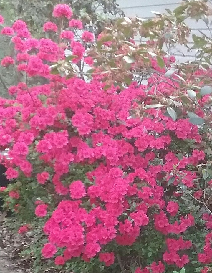 beautiful flowers