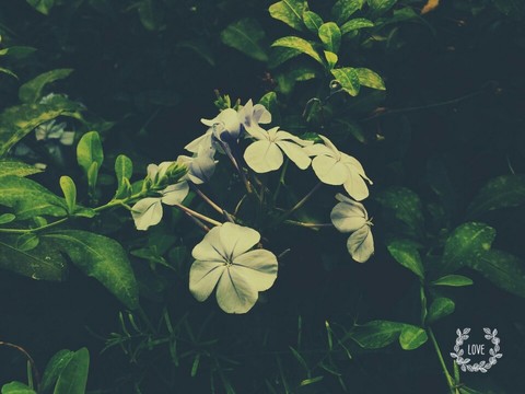 обои plant, leaf