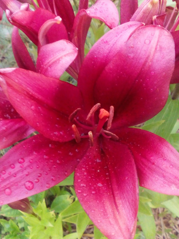 lily