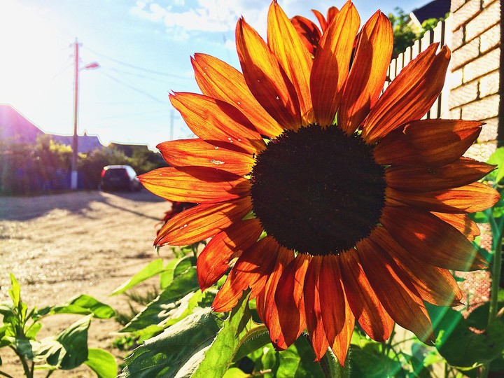 sunflower, why not
