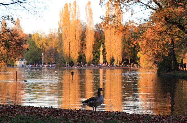 Englischer Garten