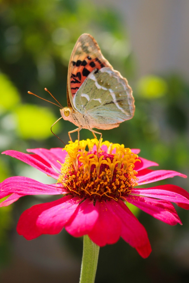 butterfly