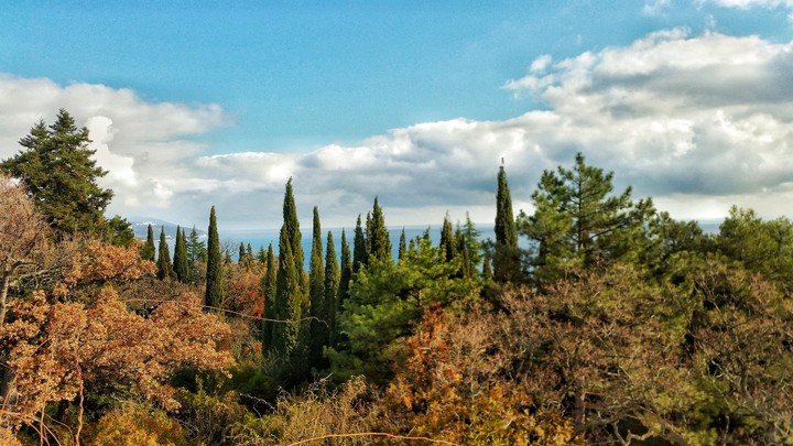 forest