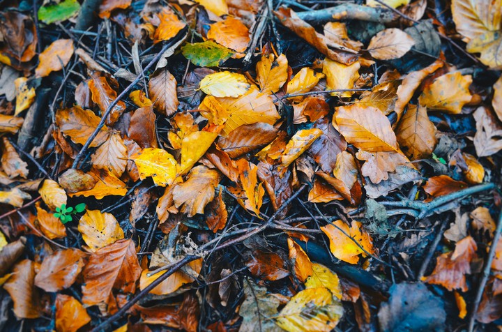 autumn ? ?