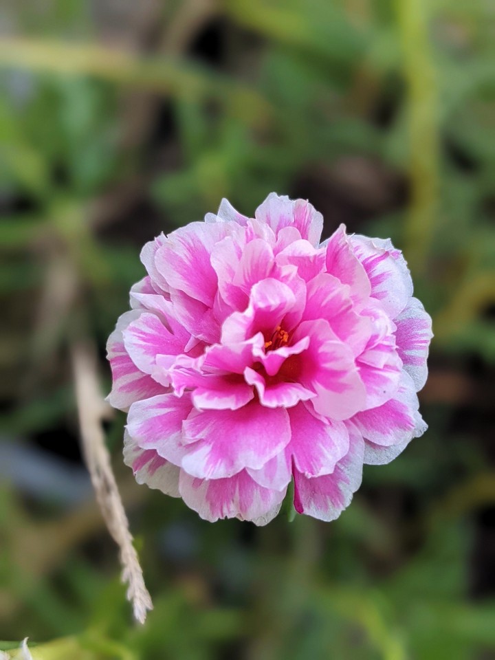 Blooming