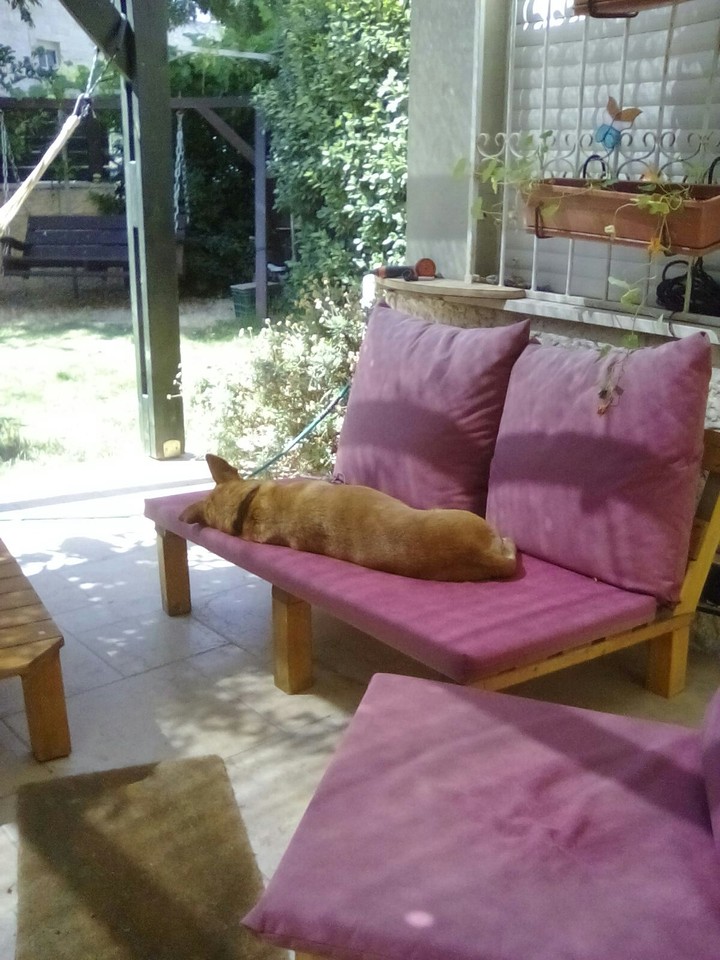 dog