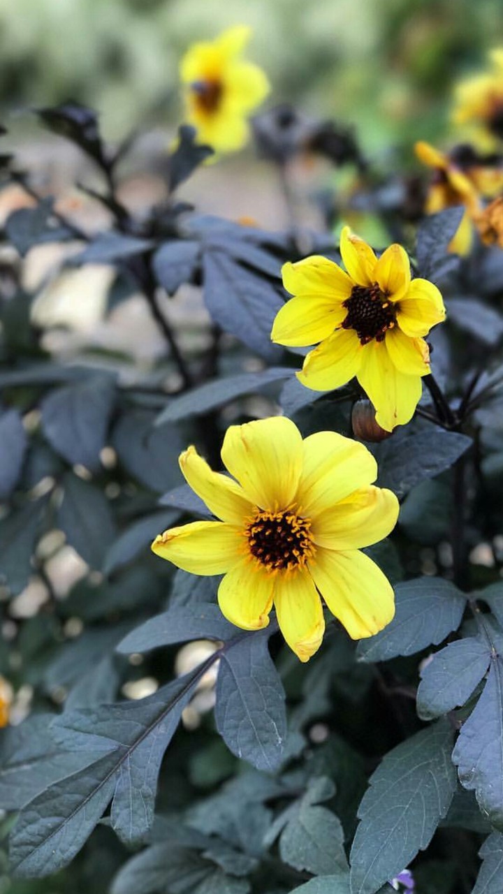 lllusion dahlia