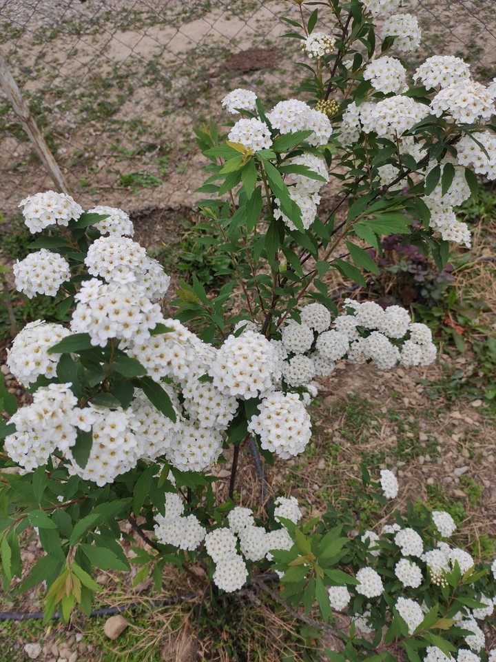 yard flowers