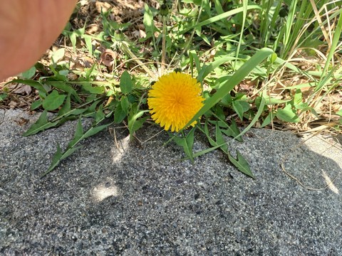 fondos de pantalla plant, Dandelion