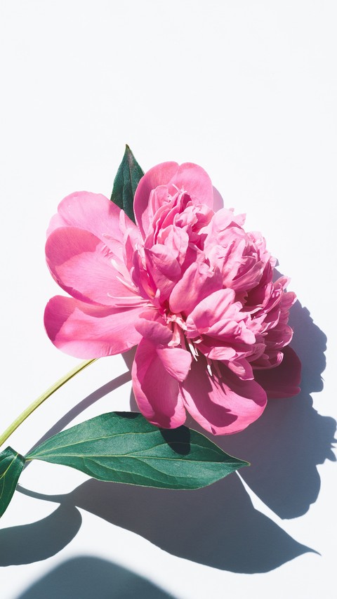shrub, flower壁紙