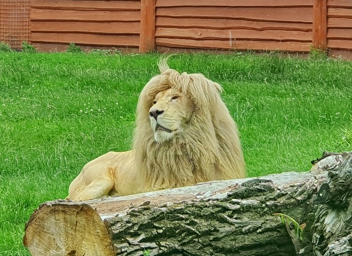 white king lion