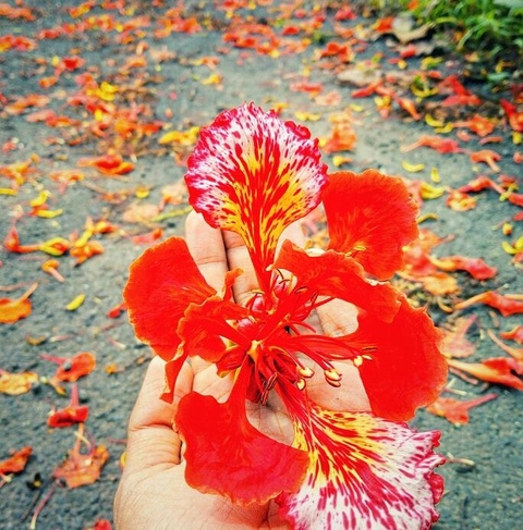 обои gulmohar, alstroemeriaceae
