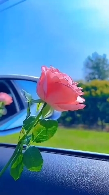 #flower