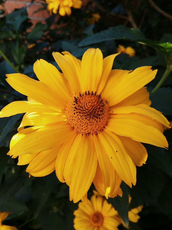 flower