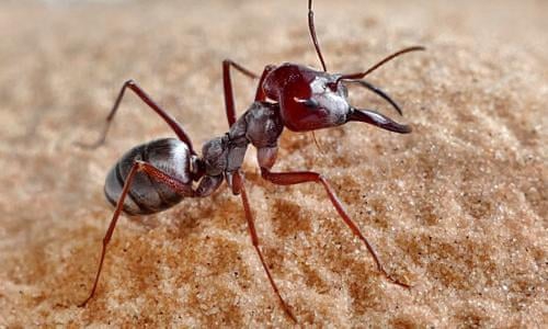 Saharan Silver Ant