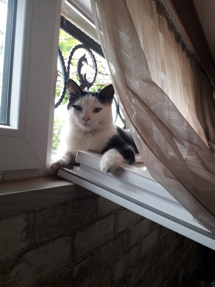 my cat Ekler?