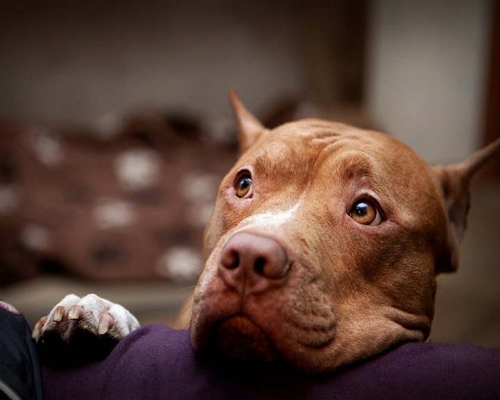 Pitbull