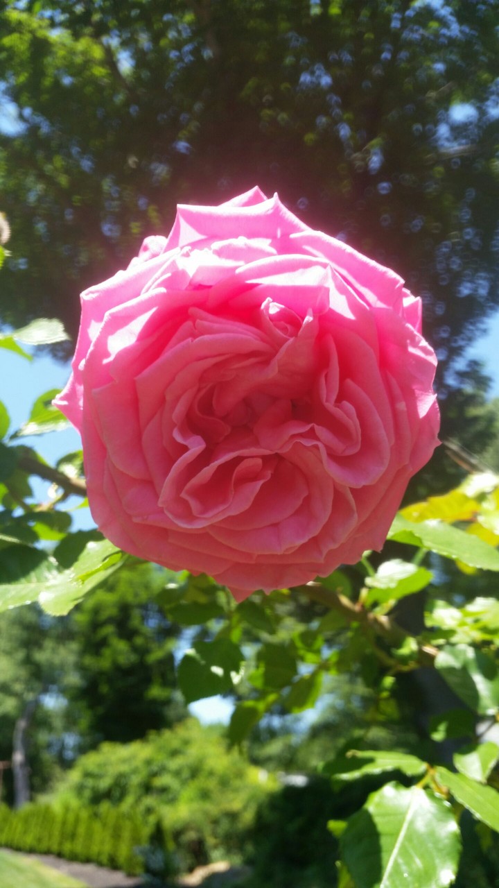 Pink Flower
