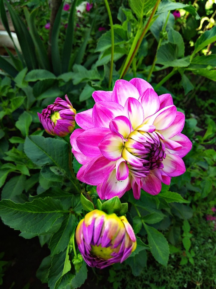 flower dahlia