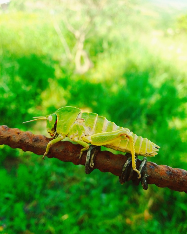 locust