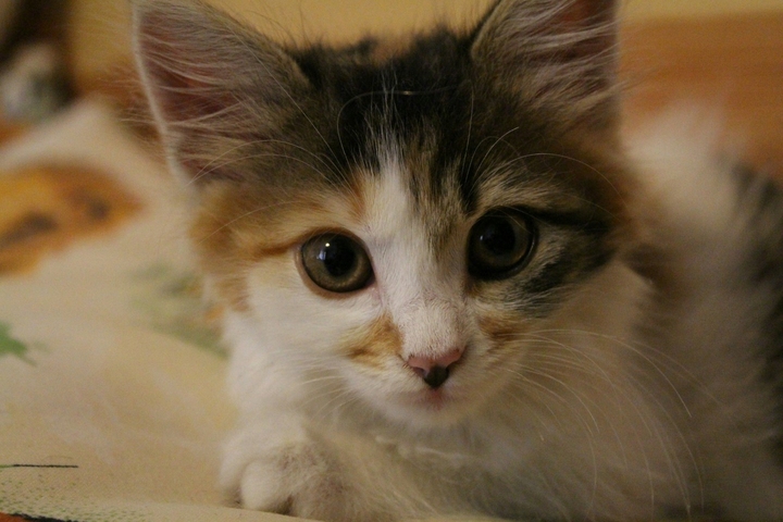 кошка