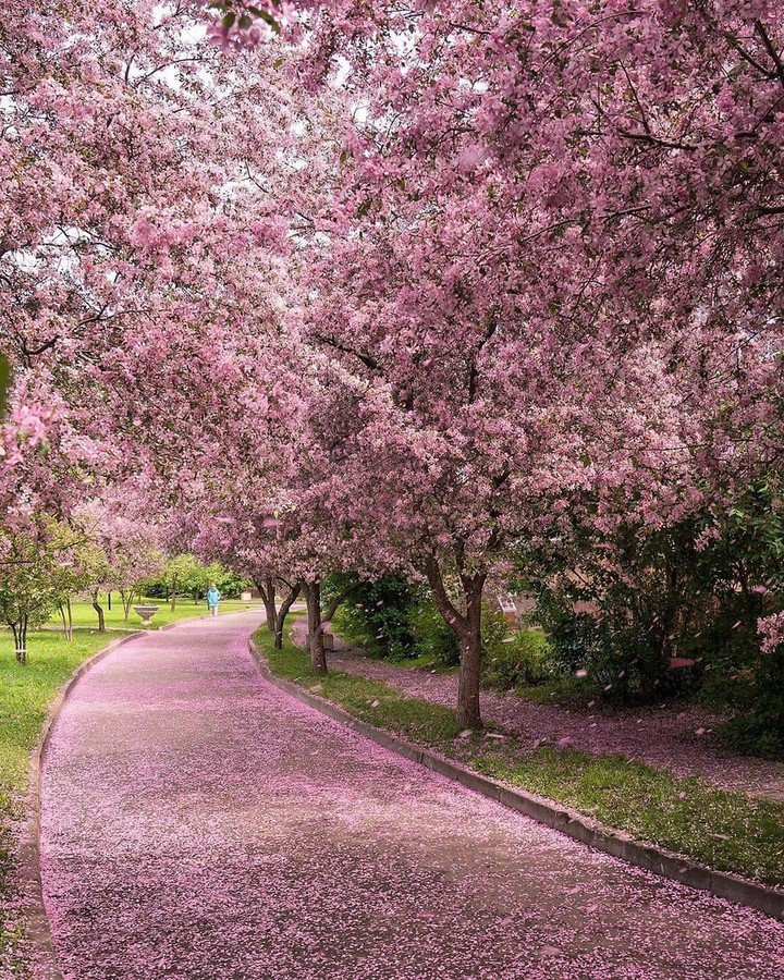 pink pathway..