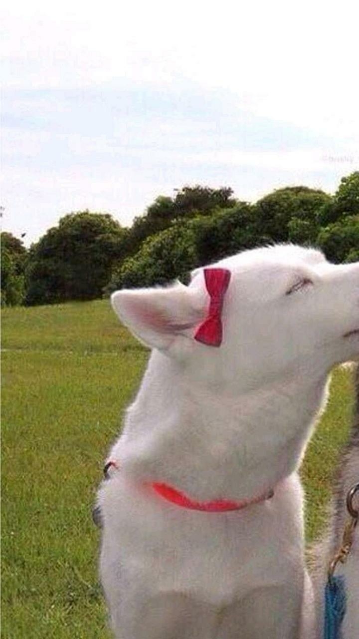 Another Cute Dog