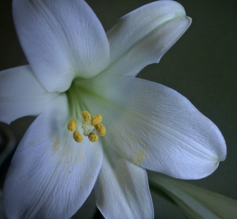 petal, pedicel duvar kağıtları
