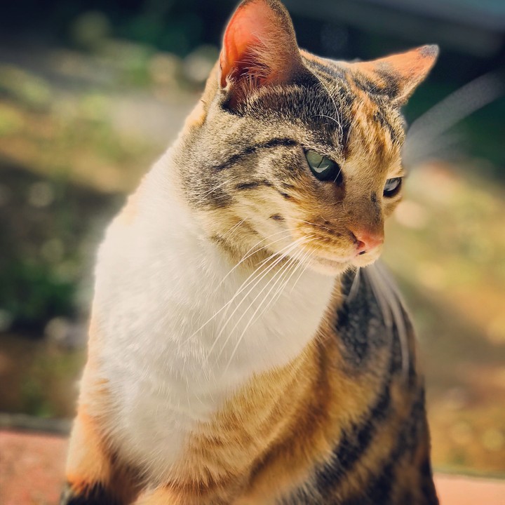 calidez